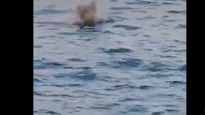 "Μάχη" ανάμεσα σε φώκια και χταπόδι στο λιμάνι του Ηρακλείου!