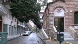 Κακοκαιρία Bora: Κίνδυνος από δέντρο που ξερίζωσε η κακοκαιρία στη Θεσσαλονίκη