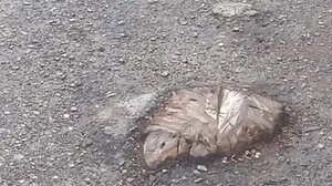 Πέφτουν πάνω στα... απομεινάρια από τα δέντρα - Κίνδυνος ατυχήματος!