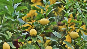 Πότε κλαδεύουμε λεμονιές και πορτοκαλιές – Ποια είναι η κατάλληλη εποχή