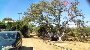 O ιστορικός πλάτανος του Γυροπόταμου στο Πετροκεφάλι Φαιστού