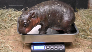Ο ζωολογικός κήπος της Βιρτζίνια καλωσόρισε νεογέννητο πυγμαίο ιπποπόταμο