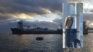 Ένας επιβλητικός λαθρεπιβάτης!