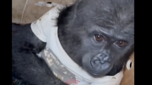 Γοριλάκι διασώθηκε στο αεροδρόμιο της Κωνσταντινούπολης