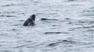 Αίγυπτος: Νεκρός ξένος τουρίστας από επίθεση καρχαρία