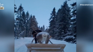 Ροβανιέμι: Ξενάγηση στη Φάρμα των Ταράνδων του Άι Βασίλη