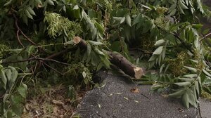 Μαργαρίτες: Πώς συνέβη η τραγωδία με τον άτυχο άνδρα που σκοτώθηκε ενώ κλάδευε