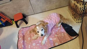 Βρέθηκε η Λίδα - Ξανά στην αγκαλιά των κηδεμόνων της!