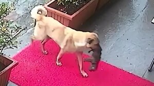 Σκυλίτσα μεταφέρει το ετοιμοθάνατο κουτάβι της σε κτηνιατρείο για να το σώσουν!