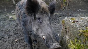 Επίθεση αγριογούρουνου σε κυνηγό στα Γρεβενά