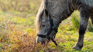 Επιστήμονες μετέτρεψαν διοξείδιο του άνθρακα σε πρωτεΐνη