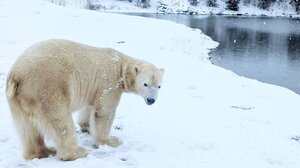 Πολικές αρκούδες, τίγρεις και φώκιες απολαμβάνουν το χιόνι στην Μεγάλη Βρετανία