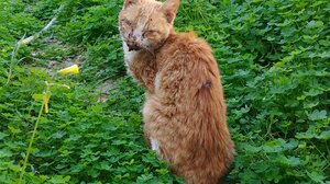 Προβληματισμός για τα άρρωστα γατιά κοντά στα σχολεία Αγίου Ιωάννη Κνωσού