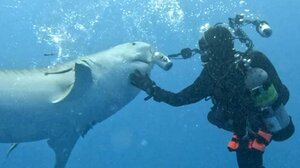 Τρομακτική στιγμή για δύτη - Ήρθε αντιμέτωπος με καρχαρία τίγρη