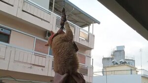 Αγρίνιο: Σοκαριστική εικόνα με κρεμασμένο γάτο από μπαλκόνι!