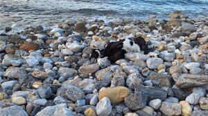 Η νεκρή κατσίκα και το αποτρόπαιο θέαμα...