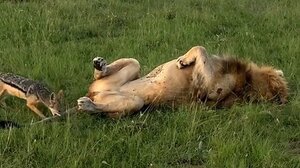 Πονηρό τσακάλι δαγκώνει την ουρά λιονταριού στην Κένυα