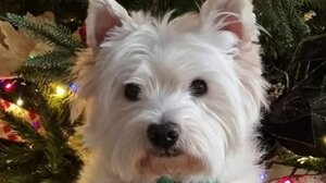 Μπορείτε να βοηθήσετε να βρεθεί ο "Τιμόν"; 