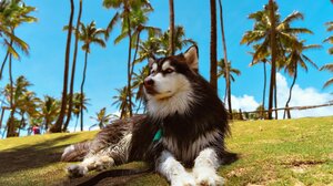 Πλάνο έκτακτης ανάγκης για τα κατοικίδια του σπιτιού