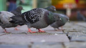 "Καμπανάκι" από τον Σύλλογο Πνευμονολόγων Χανίων για τα περιστέρια στο Δημοτικό Κήπο 