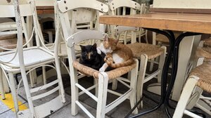 Τα καφέ ήταν ανοικτά μόνο… για γάτες!