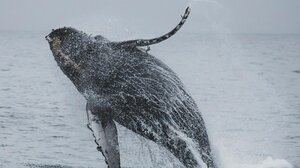 Νέα έρευνα αποκαλύπτει ότι το τραγούδι των φαλαινών λειτουργεί όπως η ανθρώπινη ομιλία