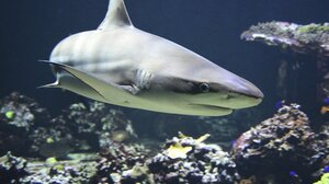 Φλόριντα: Καρχαρίας δάγκωσε ψαρά που προσπάθησε να βγάλει φωτογραφία μαζί του