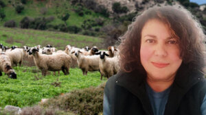 Καμία απόδειξη για το πώς ξεκίνησε η ευλογιά των αιγοπροβάτων στην Κρήτη - Τι λέει η Σ. Λαμπρινίδη στο Cretalive