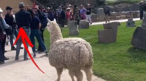 Αγανακτισμένο ...λάμα έδιωξε τους τουρίστες!