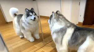  Ιαπωνία: Ο άνθρωπος που μεταμορφώθηκε σε σκύλο άνοιξε το δικό του ζωολογικό κήπο