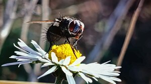 Μια σειρά από τραγικά γεγονότα: Ενεπλάκη σε τροχαίο στον δρόμο για το φαρμακείο μετά το τσίμπημα μέλισσας