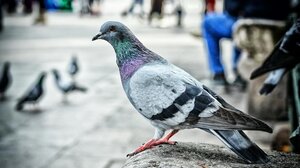 Κτηνωδία στις Σέρρες: Κάρφωσαν καλαμάκι από σουβλάκι σε περιστέρι