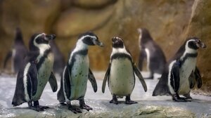 Δημοπρασία έργων τέχνης από πιγκουίνους και καμηλοπαρδάλεις σε ζωολογικό κήπο της Ν. Υόρκης