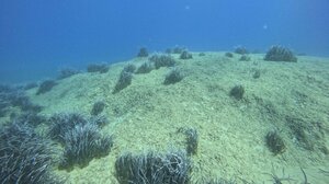 Λιβάδια Ποσειδωνίας: Επιστήμονες προσπαθούν να τα αναστήσουν και στην Κρήτη!