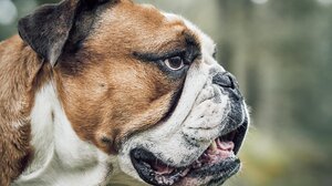 Φρίκη στην Ιταλία: Πιτ μπουλ κατασπάραξε μωρό 9 μηνών!