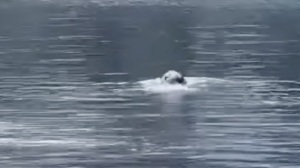 Εθεάθη φώκια στη Λίμνη του Αγίου Νικολάου