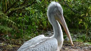 Σε καλώδια της ΔΕΗ προσέκρουσε αργυροπελεκάνος - Υπέστη ηλεκτροπληξία