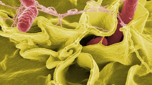 Επιδημία σαλμονέλας στην Ευρώπη – Ποιες χώρες έχουν τα περισσότερα κρούσματα