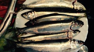 Τα «χρυσά αυγά» αυτού του ψαριού επιταχύνουν τον μεταβολισμό, χαρίζουν κοφτερό μυαλό και νικούν τη γήρανση