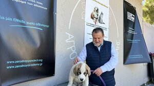 Στειρώσεις, σημάνσεις και αποστολές DNA δεσποζόμενων ζώων στον Δήμο Μινώα Πεδιάδας