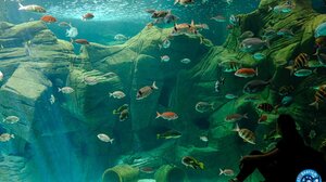 Γιατί κλείνει για τέσσερις ημέρες το Ενυδρείο Κρήτης