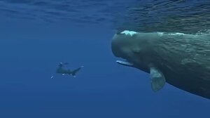 Φάλαινες προστάτευσαν δύτη από επίθεση λευκού καρχαρία στην Μαυριτανία