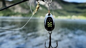 Έφαγε χταπόδι με άγκιστρο - Τραυματίστηκε στον οισοφάγο