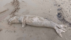 Νεκρή φώκια σε παραλία της Κρήτης