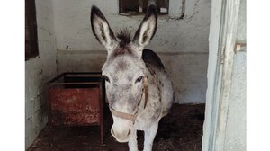 Εαρινό πρόγραμμα δράσεων για τη φροντίδα ιπποειδών από τη Φιλοζωική Κρήτης 