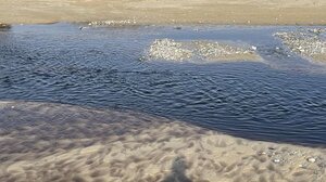 Συνεχίζεται η ρύπανση στον Γαζανό Ποταμό - Κατσίγαρος και ... ένα νεκρό ζώο!