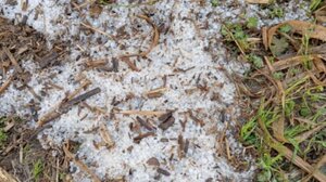 Χαλάζι χτύπησε δενδροκαλλιέργειες σε περιοχές του Τυρνάβου