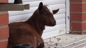 Πανέξυπνη κατσίκα άνοιξε την πόρτα και το... σκάσε από το μαντρί!