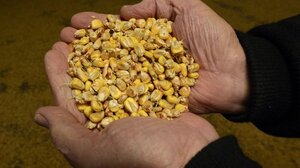 Το Κογκρέσο του Μεξικού απαγόρευσε την καλλιέργεια γενετικά τροποποιημένου καλαμποκιού