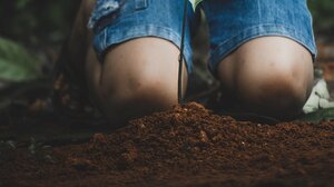 Δράση δενδροφύτευσης στο Δήμο Πλατανιά